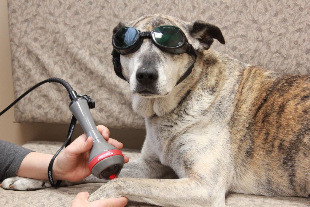 laser therapy machine for dogs
