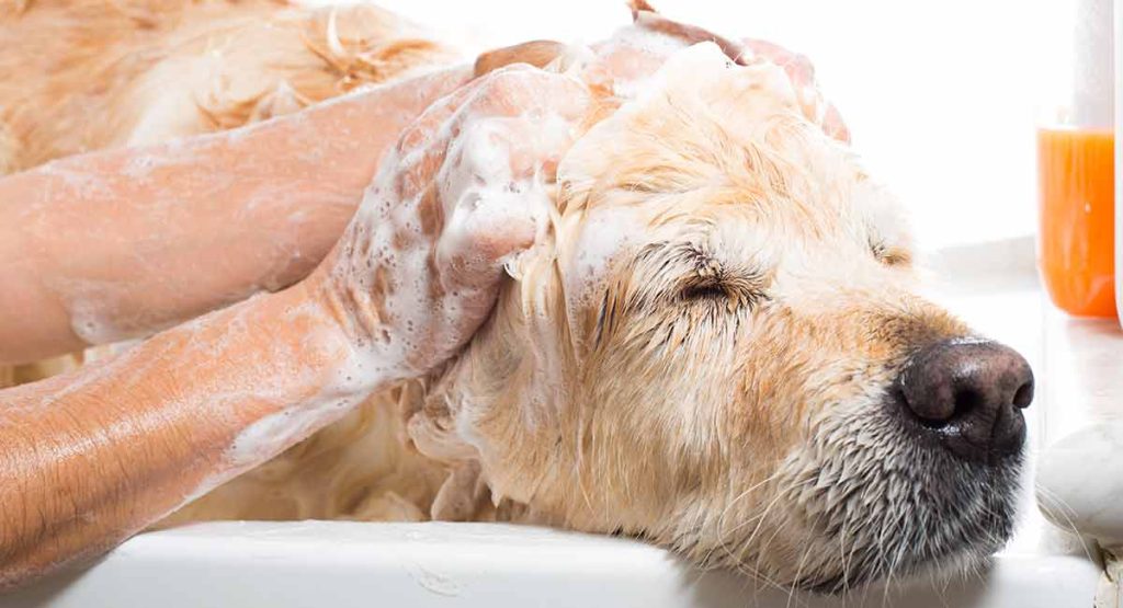 dog shampoo
